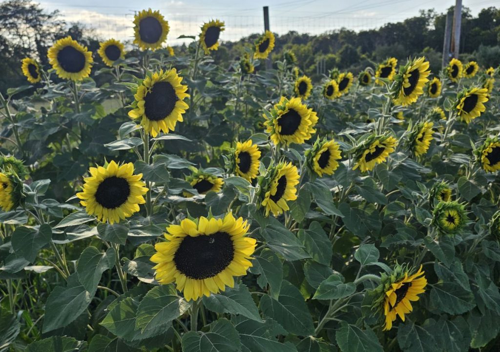 CYO Flowers