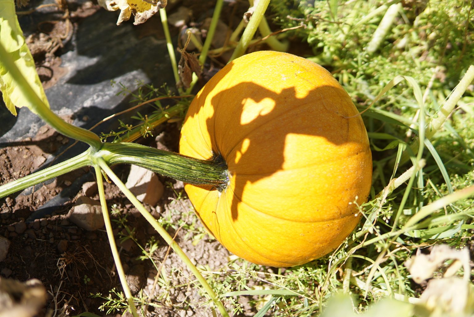 pick-your-own-pumpkin-bellemont-farm